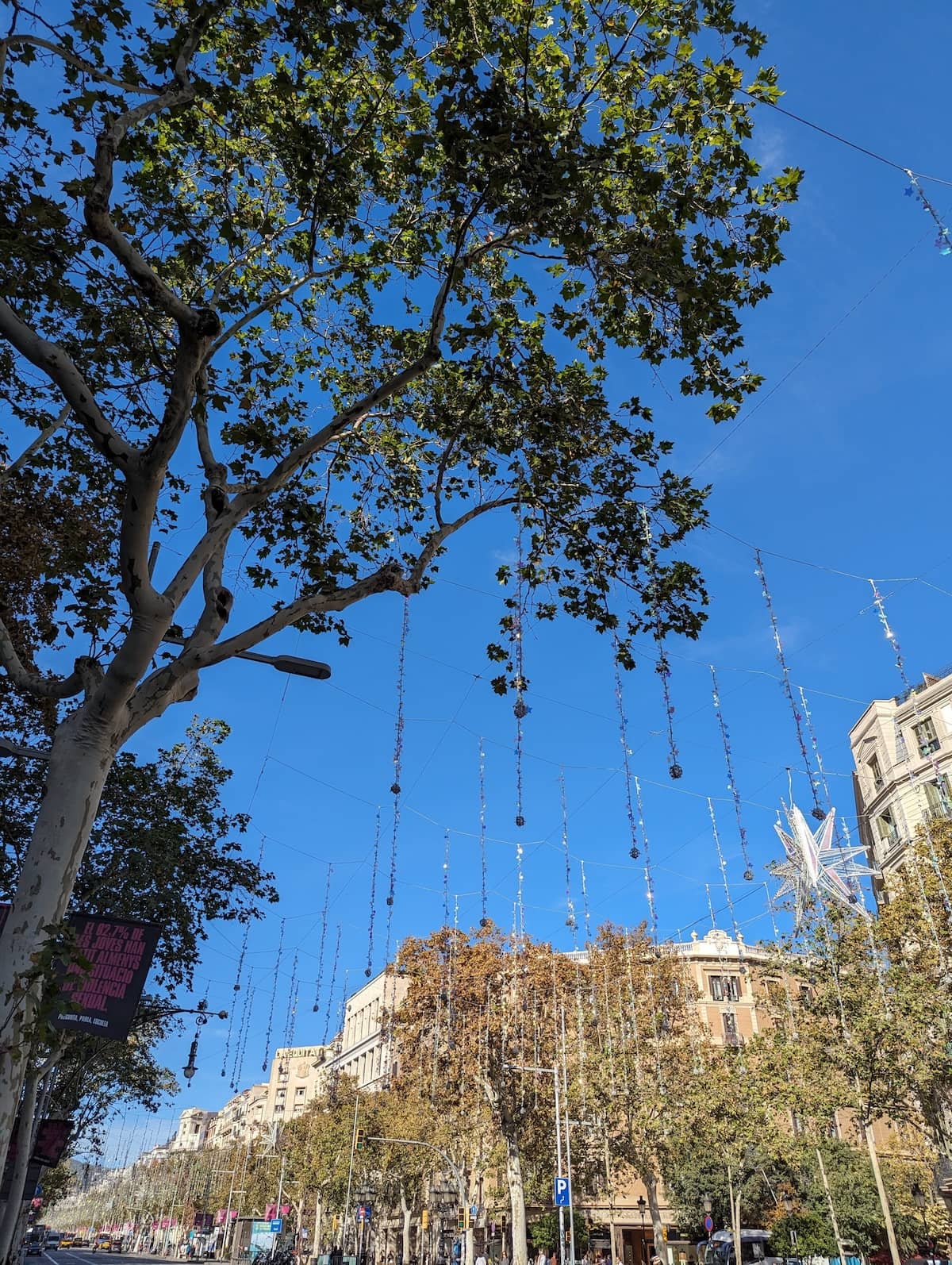 Trees in Barcelonga